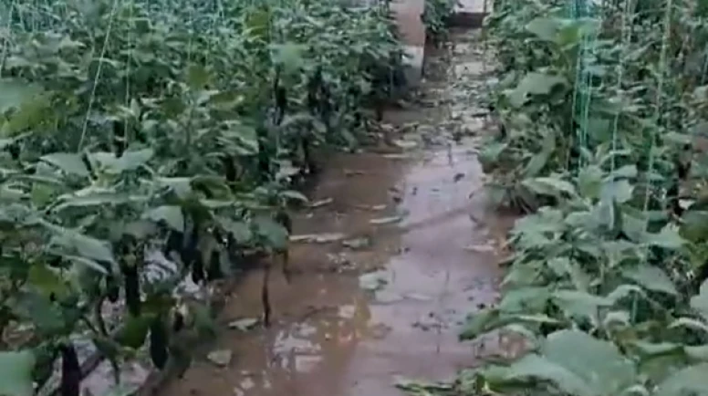 Seraları yine sel vurdu; çilekler, domatesler zayi oldu