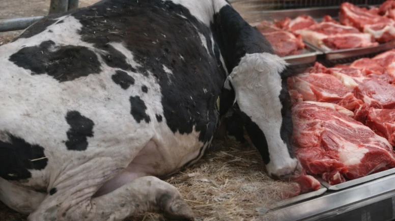 Hasta hayvanların etlerini yedirmişler; Et şebekesine operasyon!