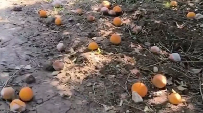 Dalında 6 TL, rafta 55 TL; Narenciyede fiyat uçurumuna tepki