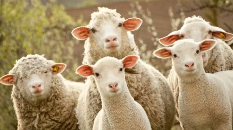 100 koyun desteği için son 1 hafta; küçükbaş projesinde başvuru süresi doluyor!
