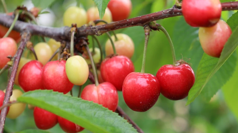 Kiraz geri döndü; rekor üretim bekleniyor