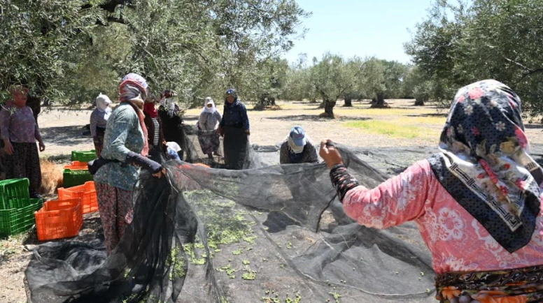 İlk zeytin hasadı Ege'de yapıldı; Bu yıl zeytin bol