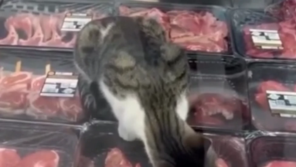 Et reyonundaki kedi için Migros'a 52 bin TL ceza